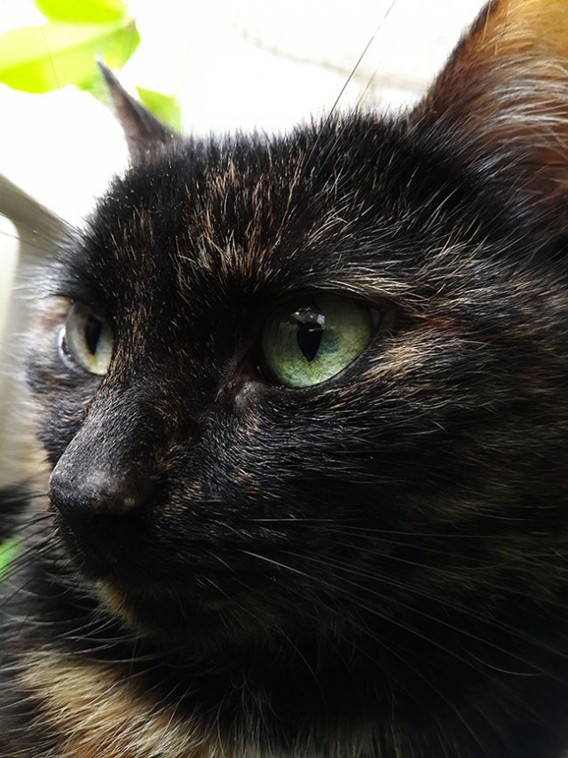 Наша мелочь на котовторник