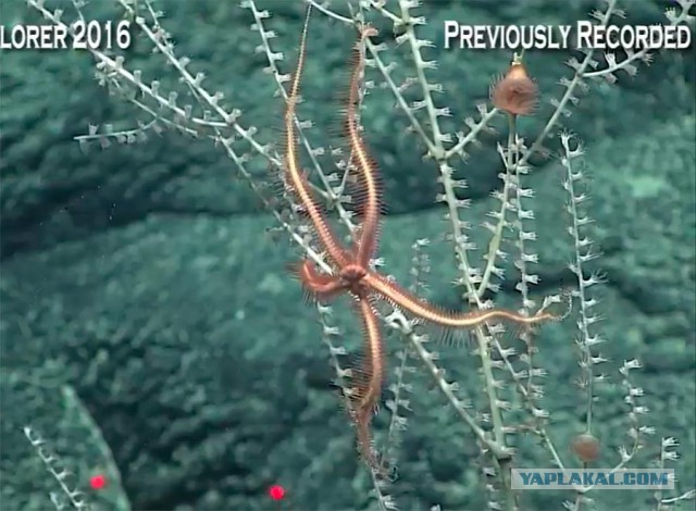 Началась онлайн-трансляция происходящего в самом глубоком месте Земли