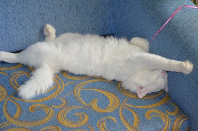 Жарко сцуко