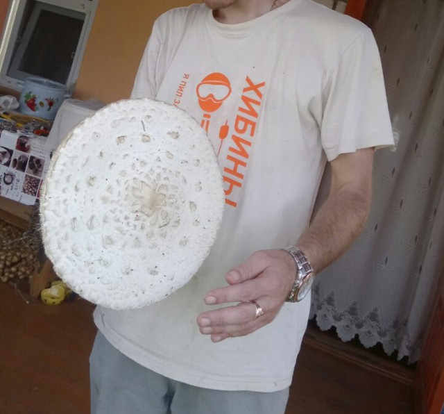 Грибные страдания.