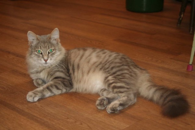 Коты из сети