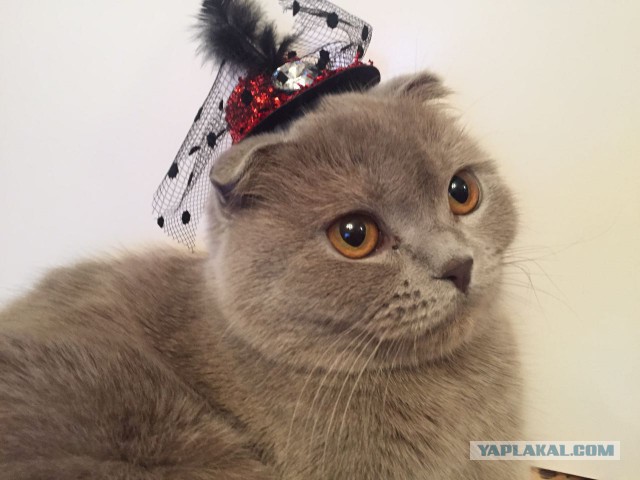 Котовторник 24.01.2017