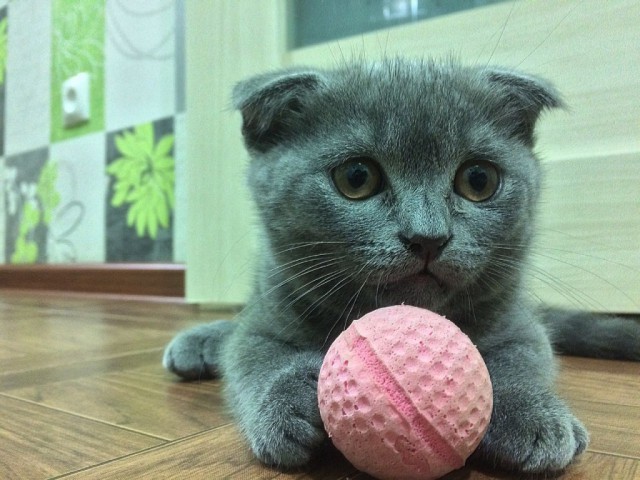 Коты и Кошки