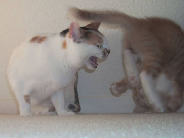Коты и Кошки