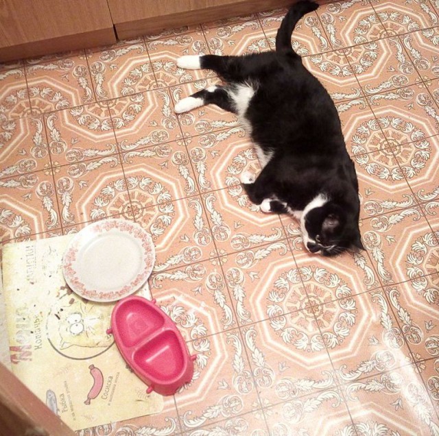 Котовторник 1.08.17