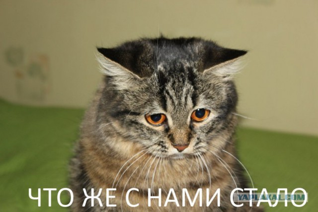 Как вы думаете, что это такое?