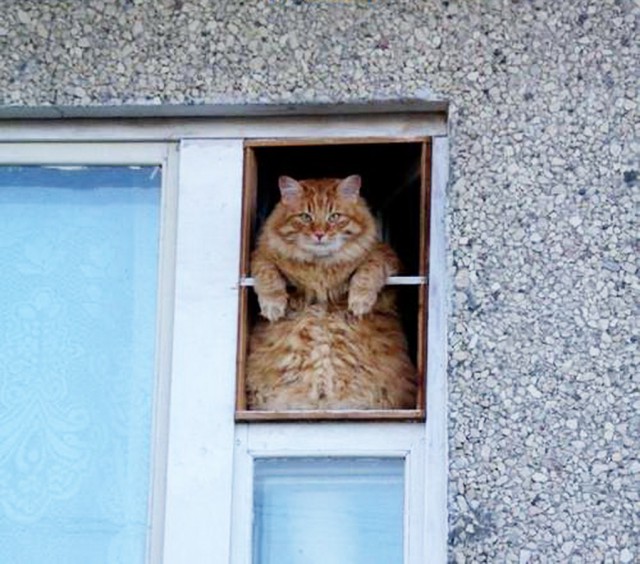 Коты и Кошки