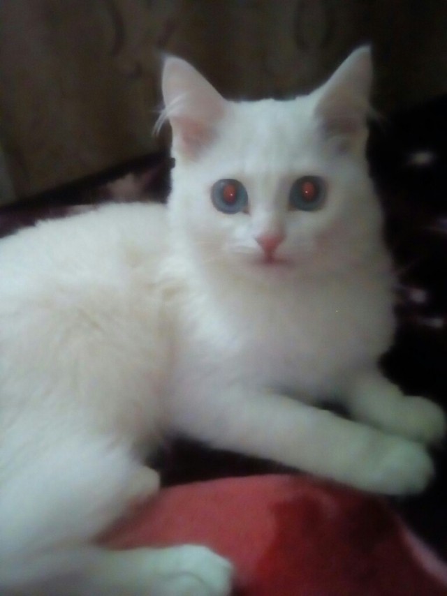 Коты и Кошки