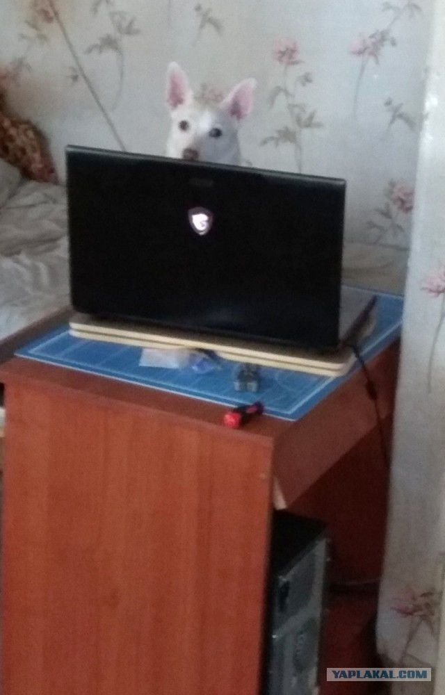 Наши собаки