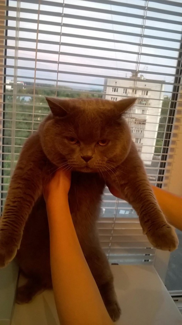 Коты и Кошки