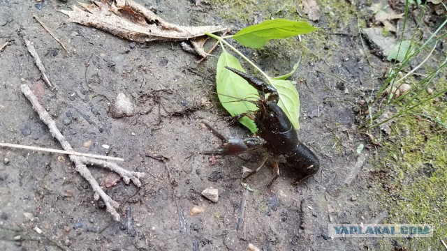 Просто Природа