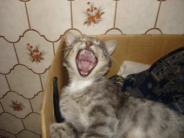 Котовторник 9.01.2018