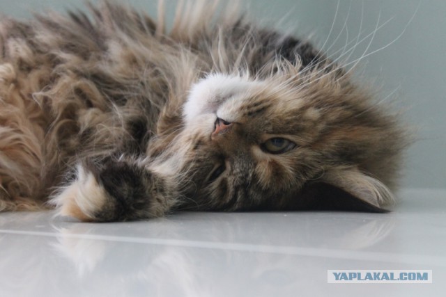 Котовторник 16.01.2018