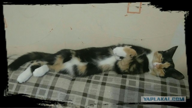 Котовторник  23.01.2018