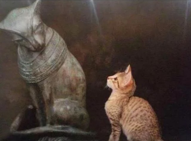 Прикольных котов пост