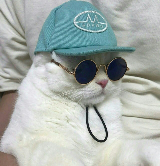 Живность из сети
