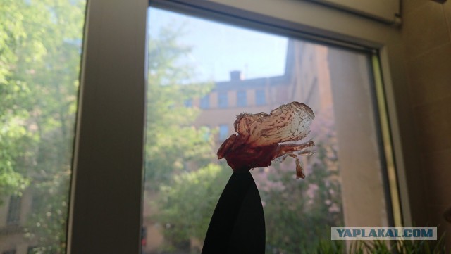 Сыровяленная свинина в условиях квартиры, для начинающих.
