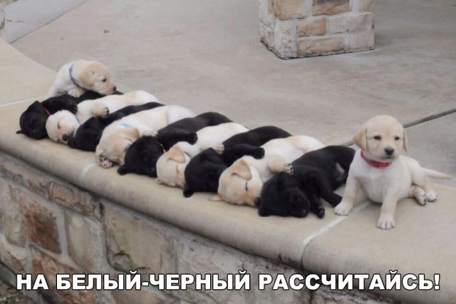 Живность из сети