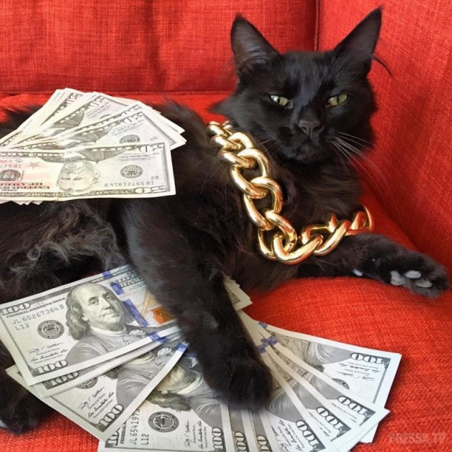 Прикольных котов пост