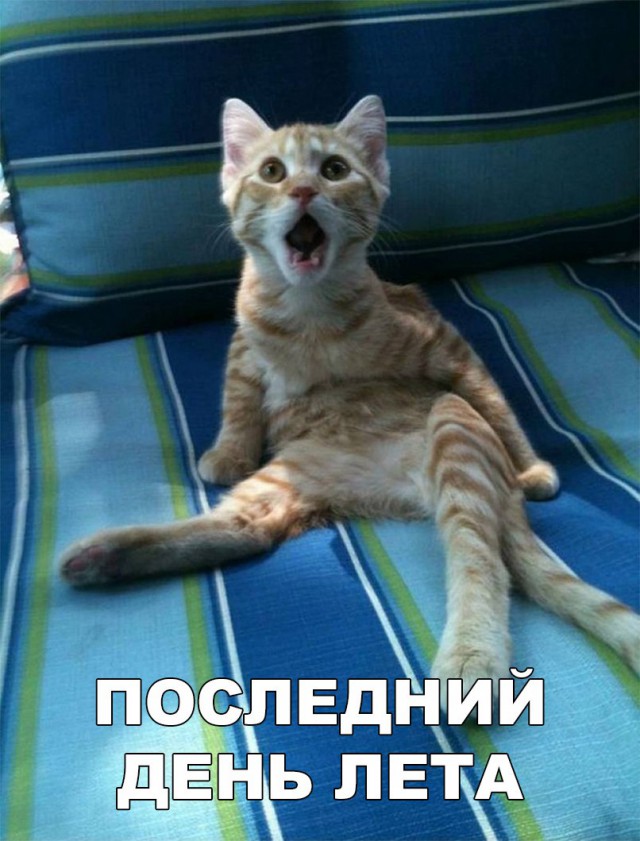 Немного милоты