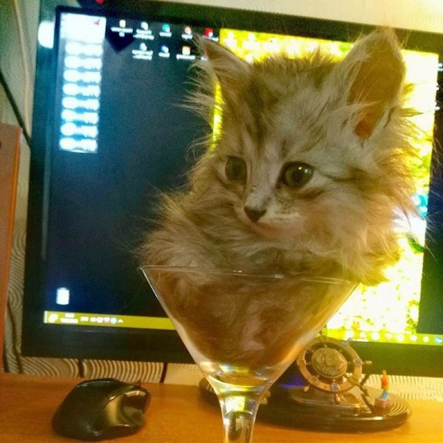 Прикольных котов пост