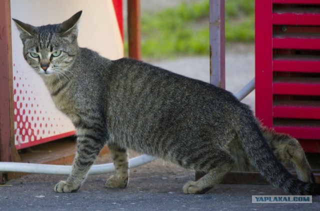 Начинаем котовторник!