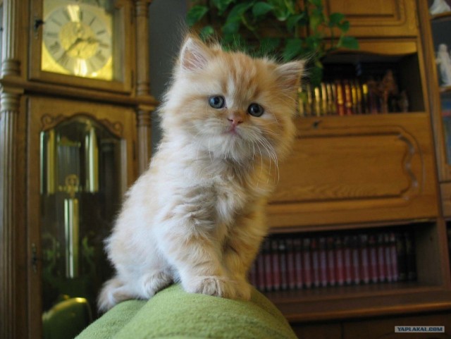 Котовторник объявляется открытым!