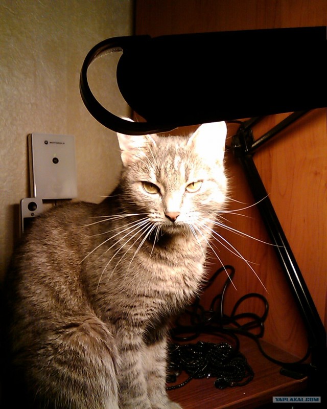 Первый котовторник июля