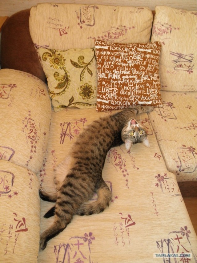 Зевни кота