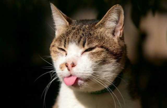Котовторник!