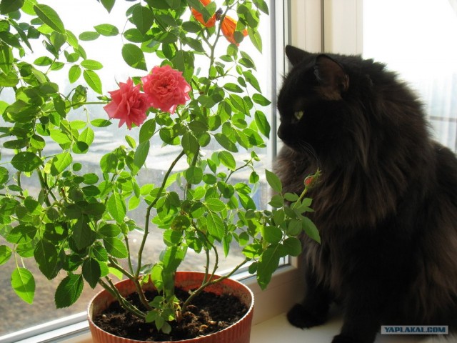 Котовторник 20.12.2011