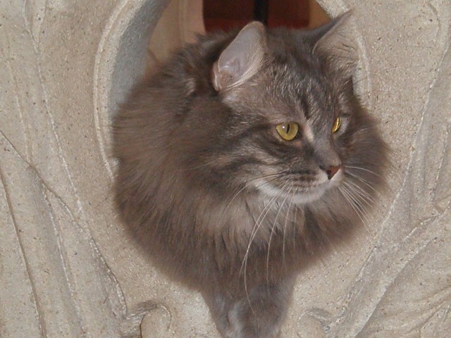 Первый КОТОВТОРНИК 2012