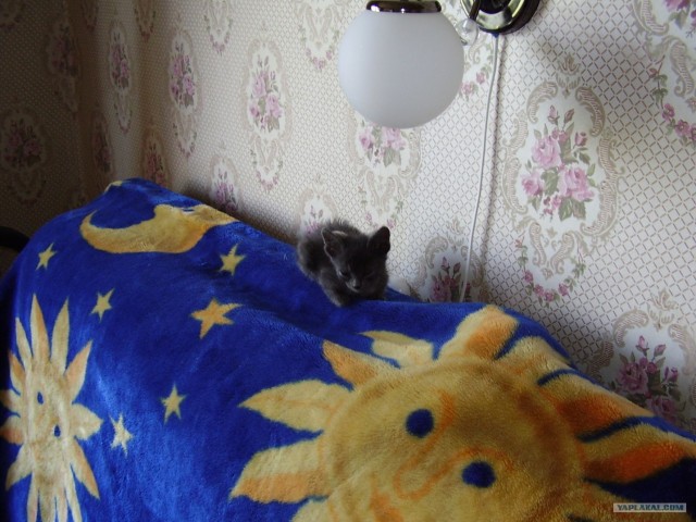 Котовторник 17 января
