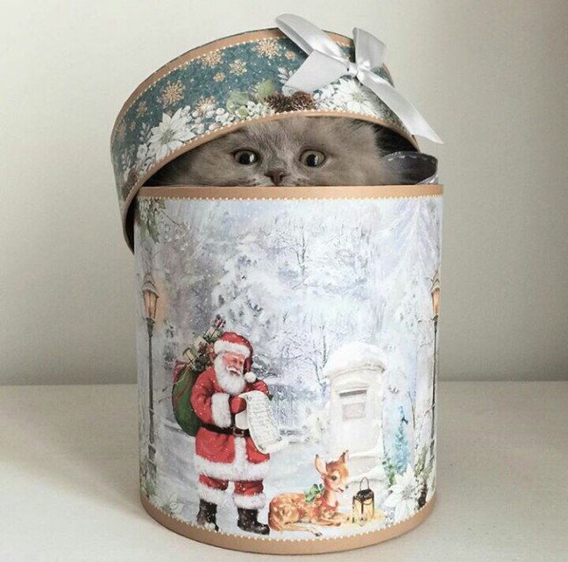 Прикольных котов пост