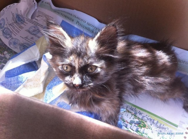 Котовторник 03 07 2012