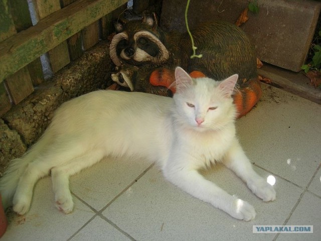 Котовторник  28.08.12