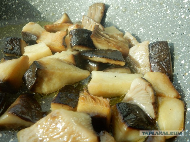 Конопля с грибами