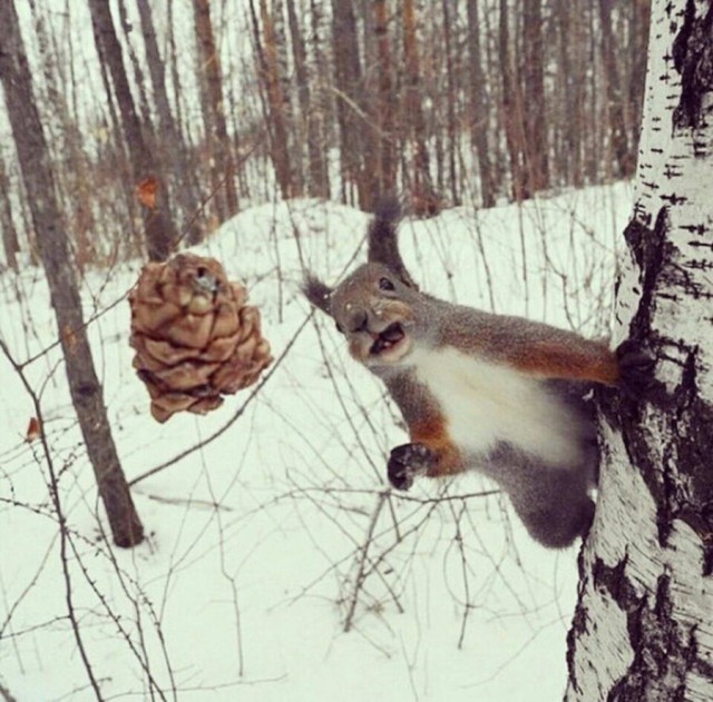 Дурацкие картинки