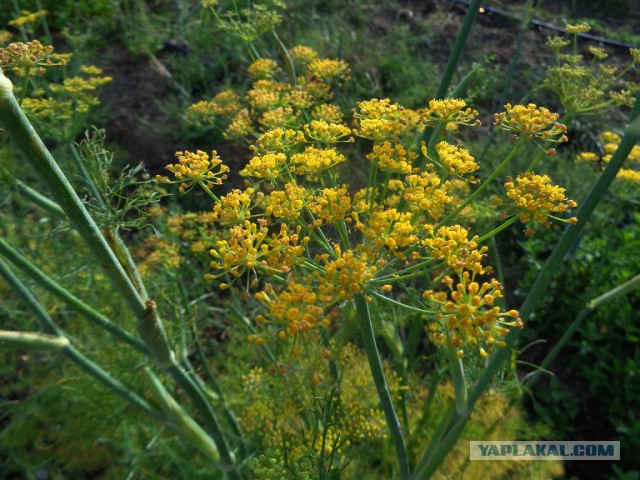 Жемчужина иблейской кухни