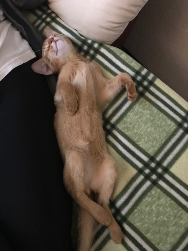 Котовторник  06.08.2019