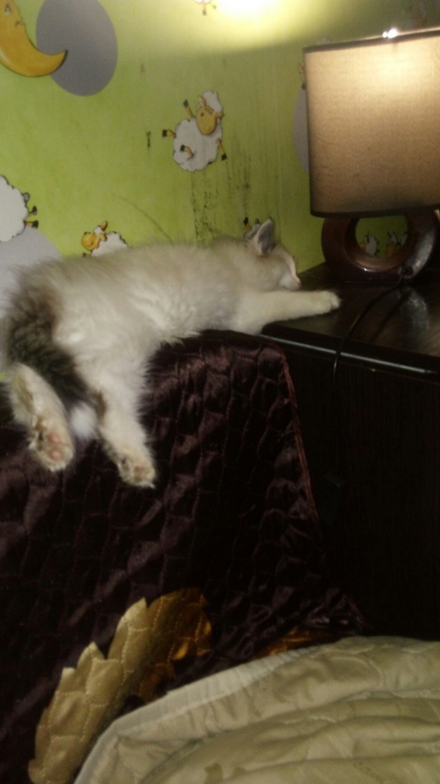 Забавные фото котеек