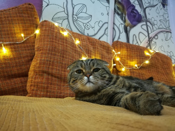 Начнем котоФторник?