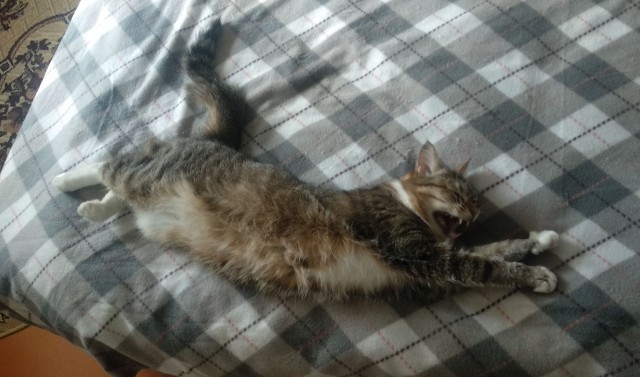 Котопост. Просто антикризисный котопост