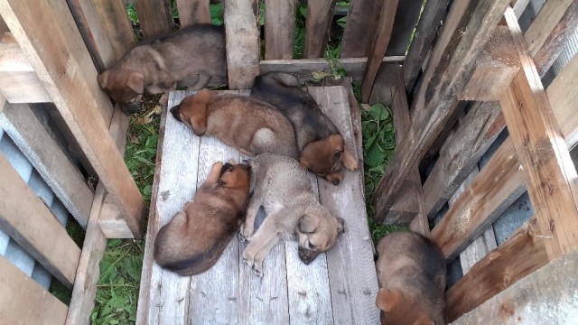 Эти забавные животные