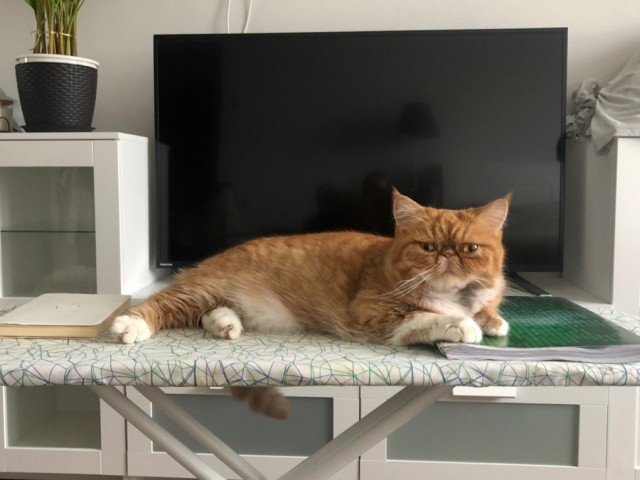 Котовторник