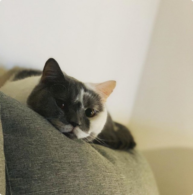 Чуток картинок не про вирус  18.0.  Животные