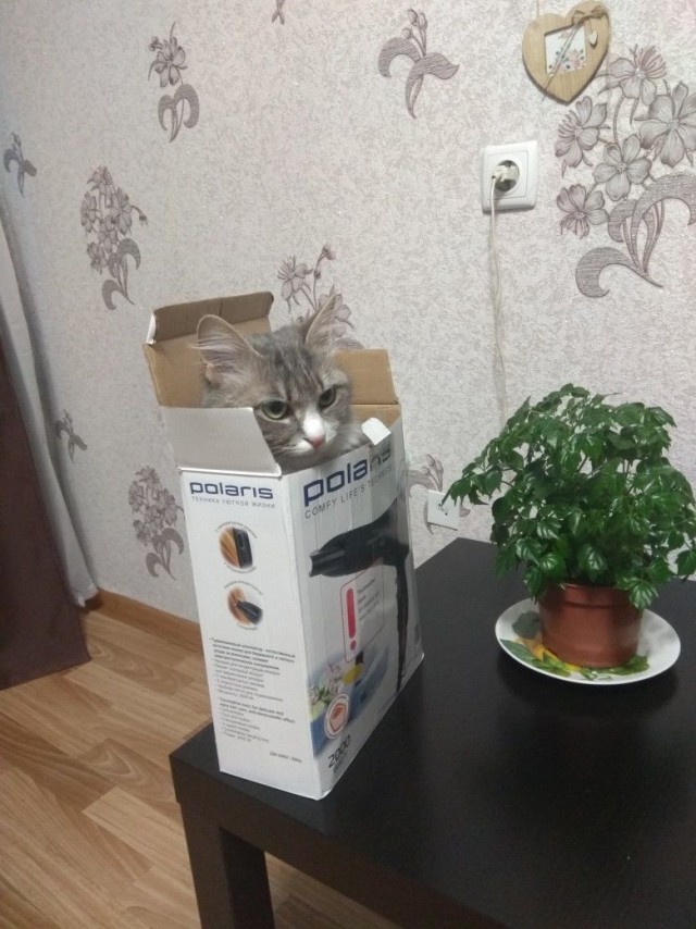 Чуток картинок не про вирус  18.0.  Животные