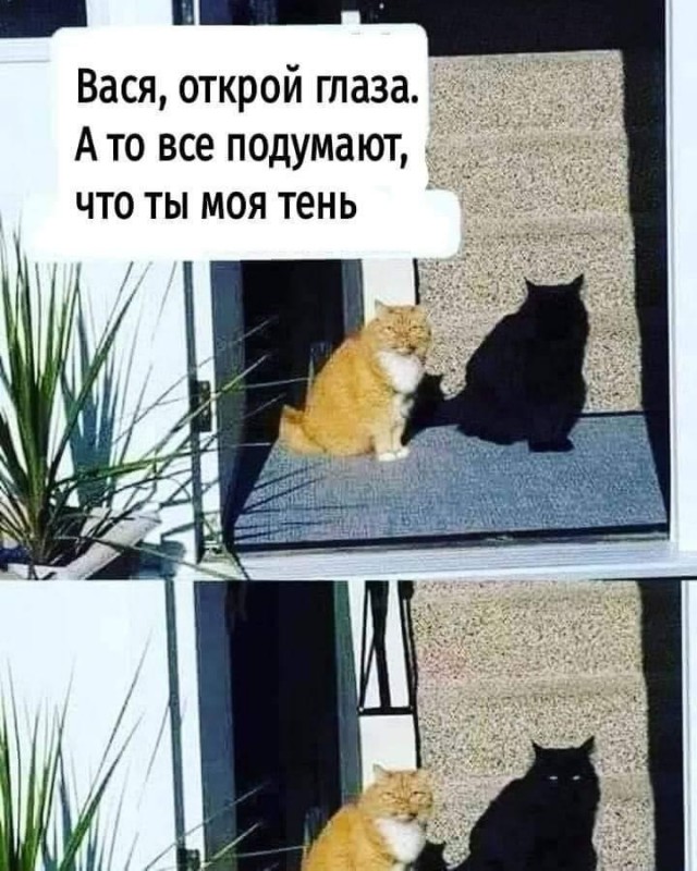 Разные картинки во вторник. С котами