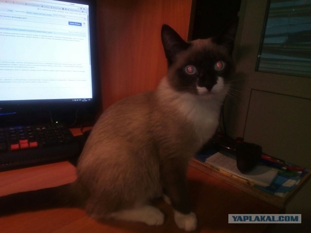 Про прапора, кота