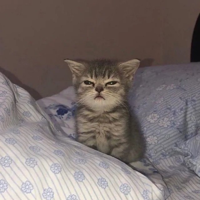 Коты их видят...